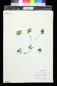 Hymenophyllum sanguinolentum image