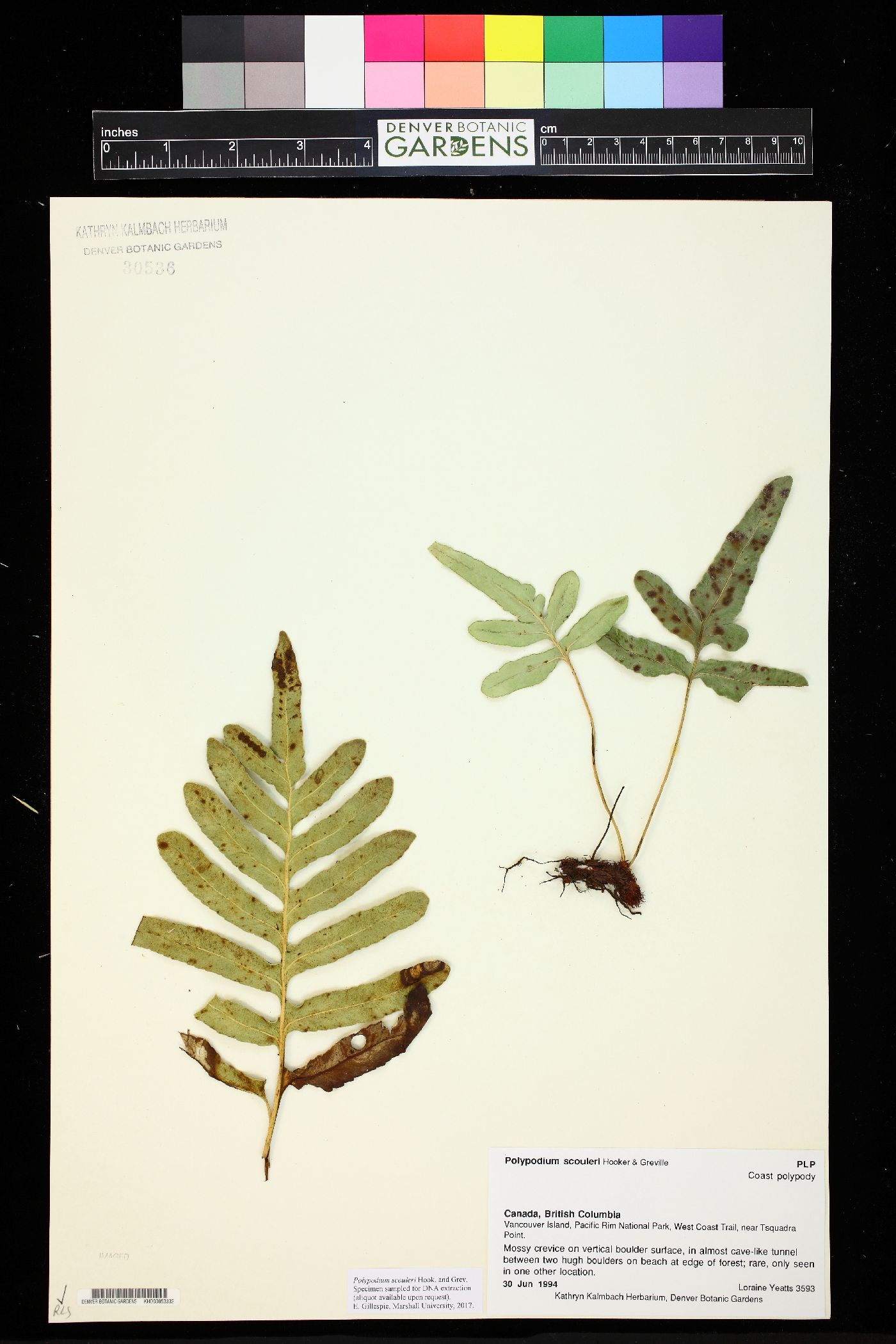 Polypodium scouleri image