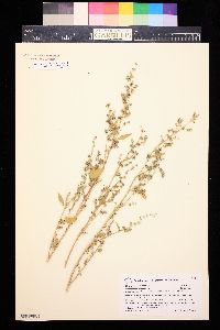 Chenopodium berlandieri image