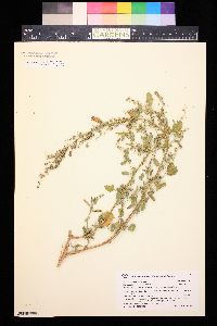 Chenopodium berlandieri image