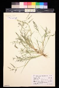 Eragrostis pilosa image