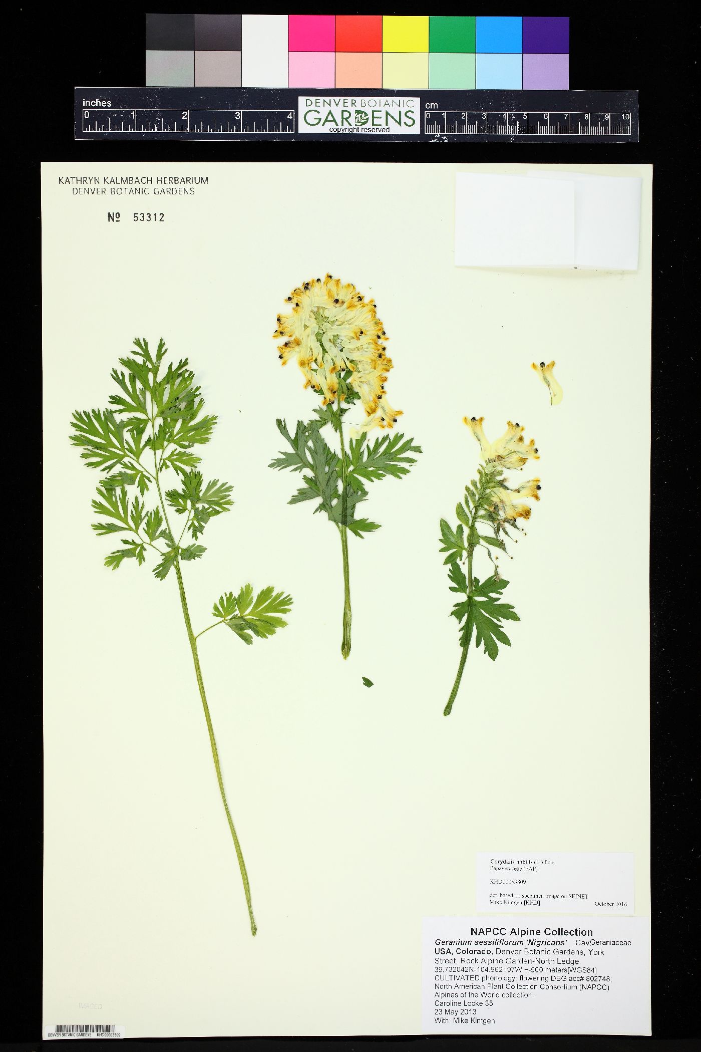 Corydalis nobilis image