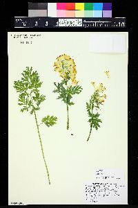 Corydalis nobilis image