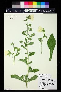 Campanula hofmannii image