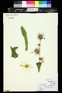 Michauxia campanuloides image