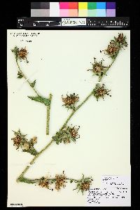 Michauxia campanuloides image