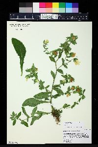 Campanula hofmannii image