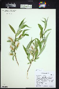 Salix lasiandra image