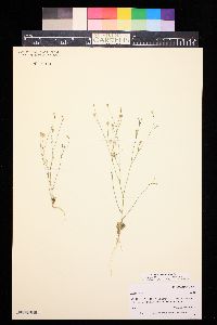 Gilia ophthalmoides image