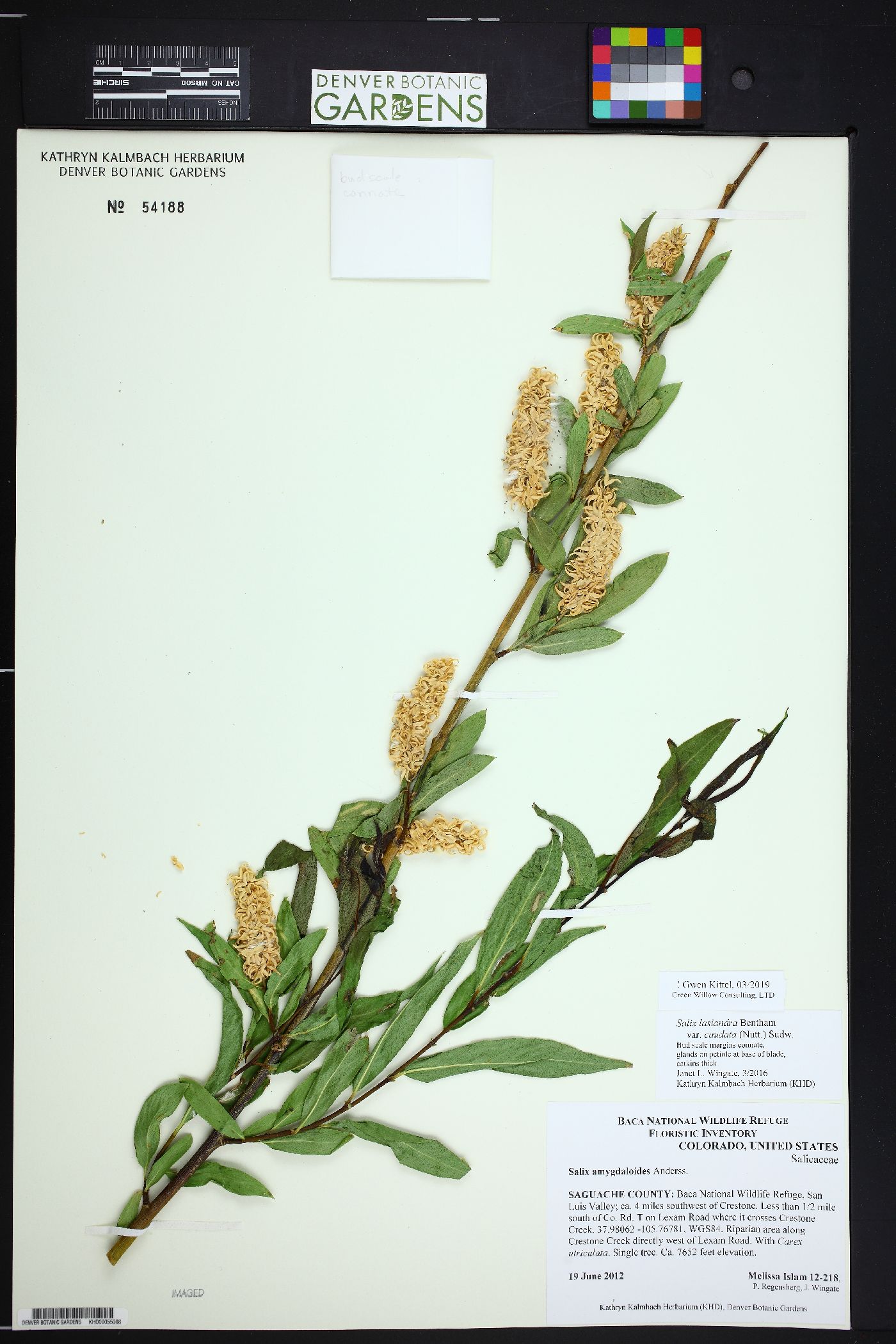 Salix lucida subsp. caudata image