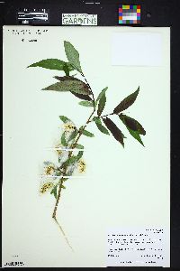 Salix lucida subsp. caudata image