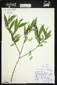 Salix lucida subsp. caudata image