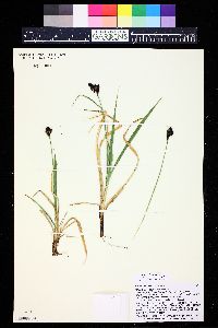 Carex albonigra image