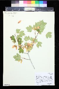 Acer glabrum image