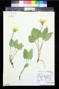 Arnica cordifolia image