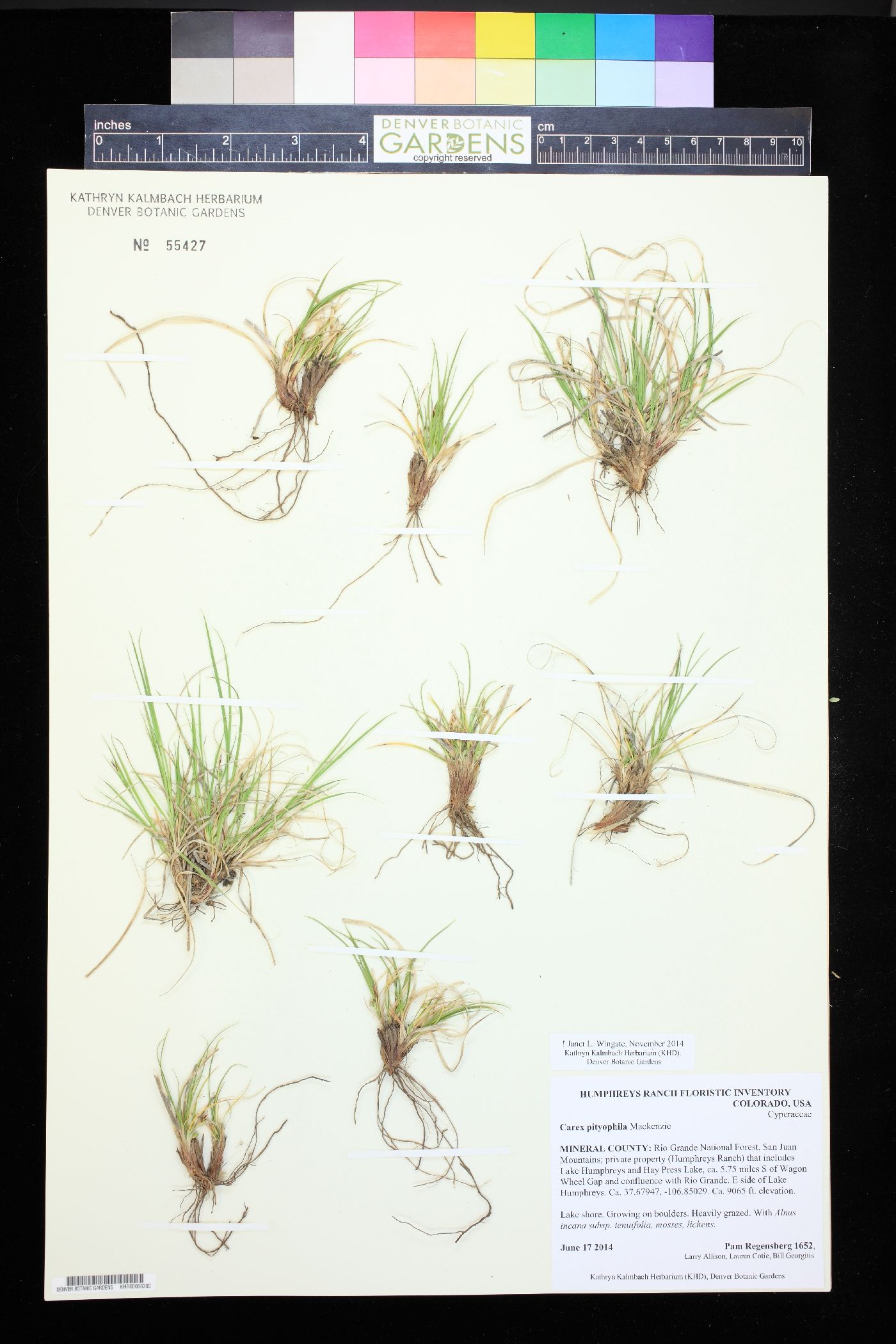 Carex pityophila image