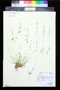 Stellaria longipes image