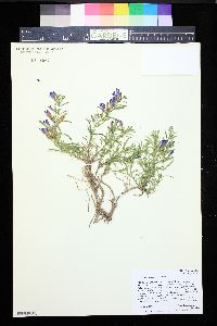 Penstemon crandallii image