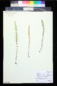 Veronica peregrina subsp. xalapensis image