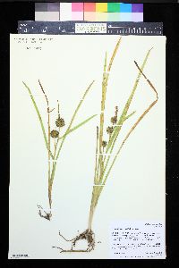 Sparganium angustifolium image