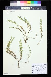 Veronica peregrina subsp. xalapensis image