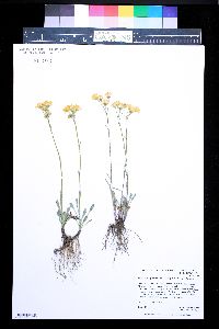 Packera streptanthifolia image