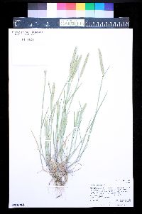 Hordeum pusillum image