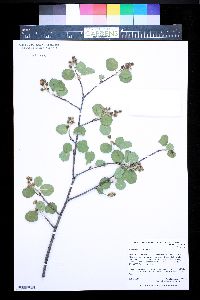 Amelanchier alnifolia image