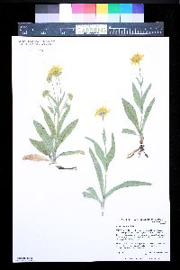 Arnica chamissonis image