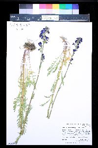 Polemonium occidentale subsp. occidentale image