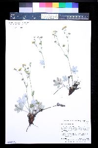 Potentilla pulcherrima image