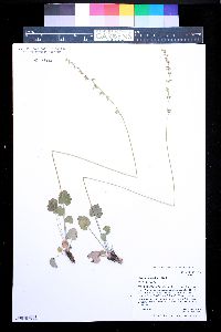Image of Heuchera parviflora