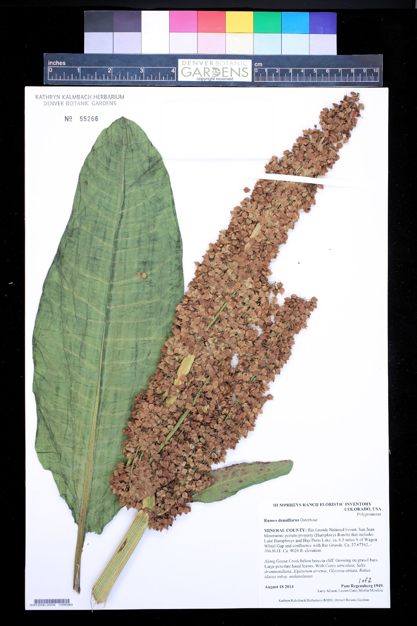 Rumex densiflorus image