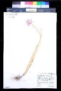 Allium geyeri var. tenerum image