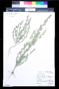 Chenopodium atrovirens image