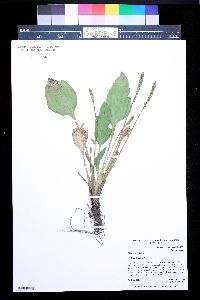 Plantago major image