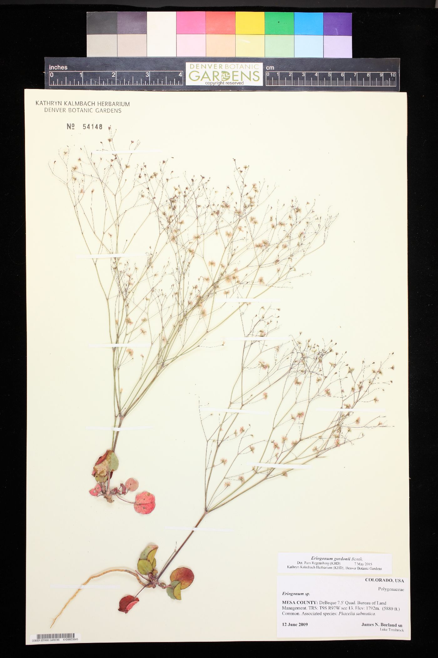 Eriogonum gordonii image