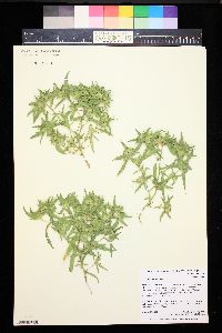 Collomia linearis image