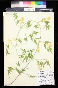 Clematis ligusticifolia image