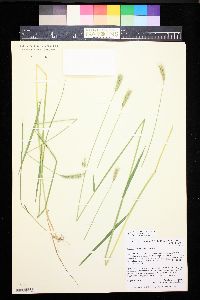 Hordeum brachyantherum image