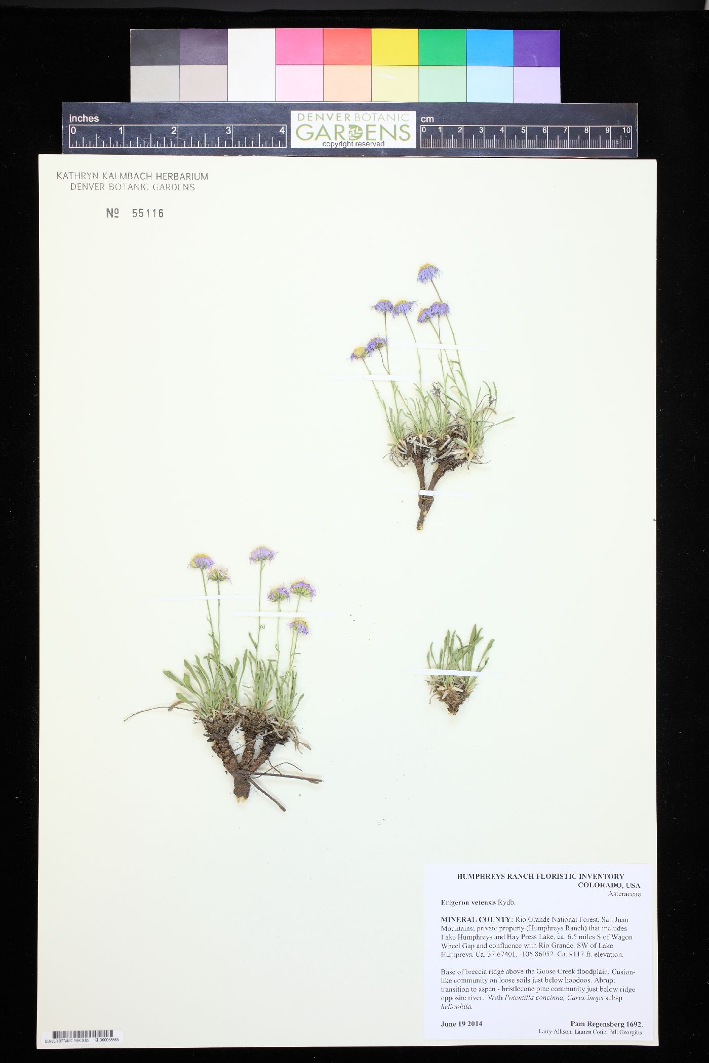 Erigeron vetensis image