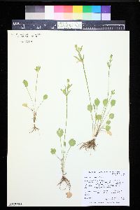 Ranunculus inamoenus image