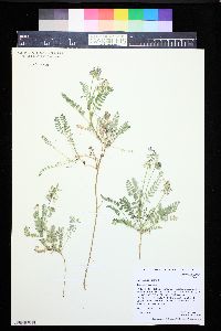 Astragalus alpinus image