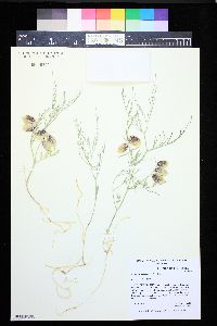 Astragalus ceramicus image