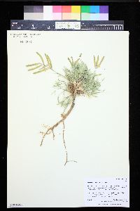 Astragalus detritalis image