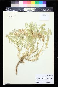 Image of Astragalus iodopetalus