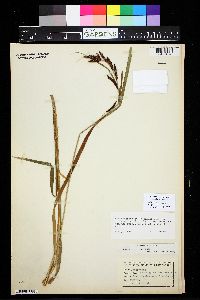 Image of Carex mertensii
