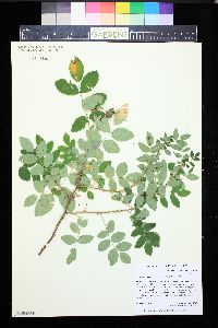 Rosa acicularis subsp. sayi image