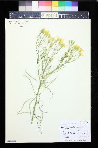 Senecio spartioides image