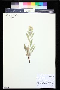 Phacelia heterophylla image